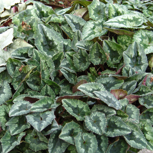 Cyclamen hederifolium - Click Image to Close
